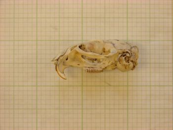 Media type: image;   Mammalogy 43950